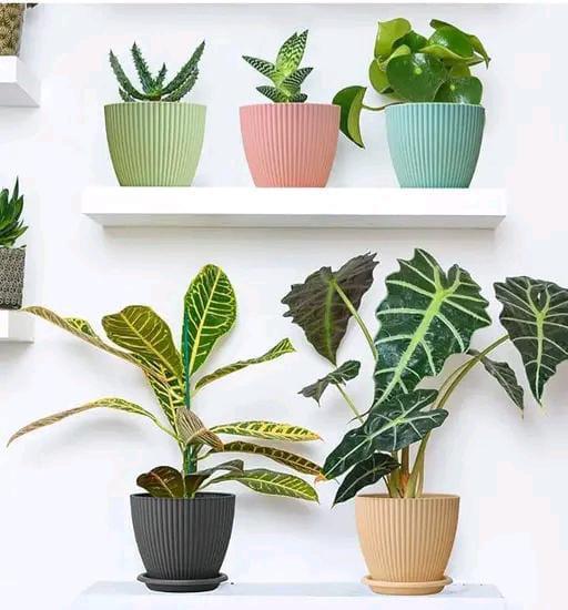Planter Pot